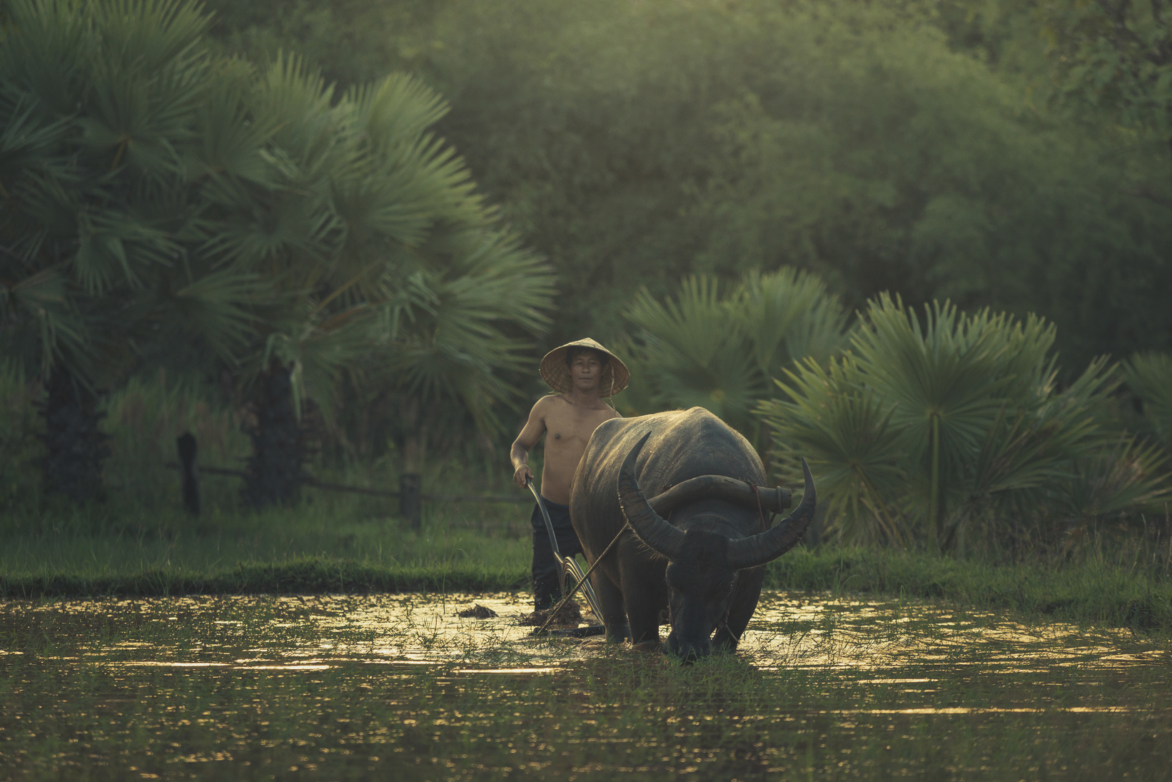 Farmer thai